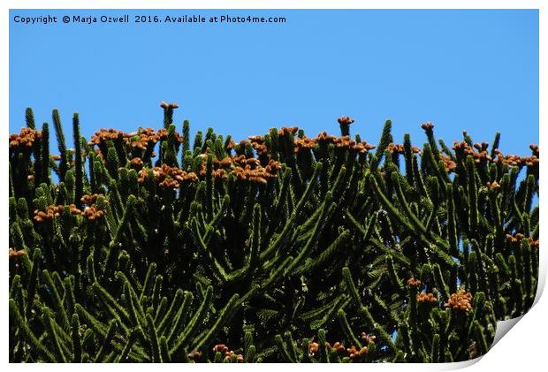 Monkey puzzle cones Print by Marja Ozwell