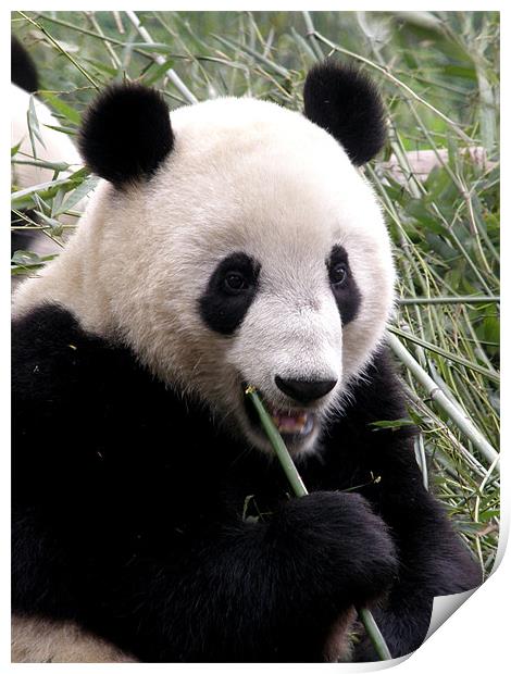 Panda snack break Print by Marja Ozwell