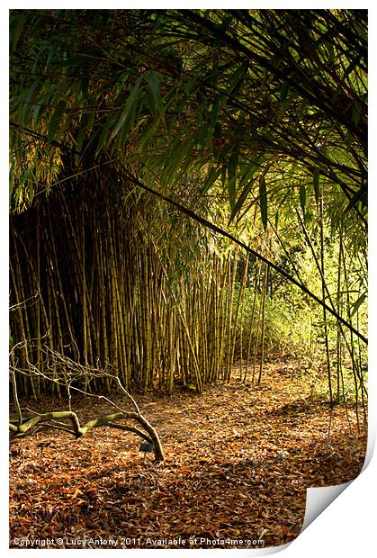 Sunlight through bamboo Print by Lucy Antony