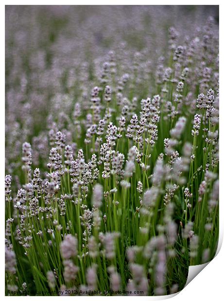white lavender Print by Lucy Antony
