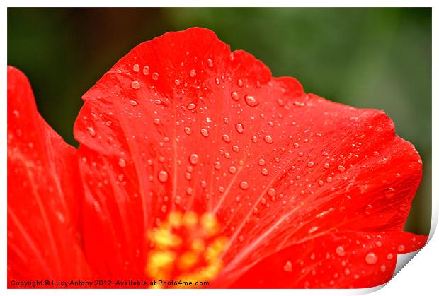 dew drop red Print by Lucy Antony