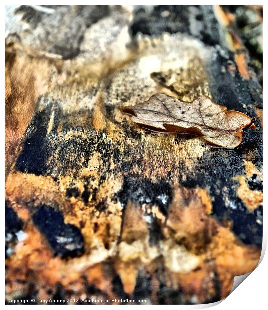 Oak leaf in bark Print by Lucy Antony