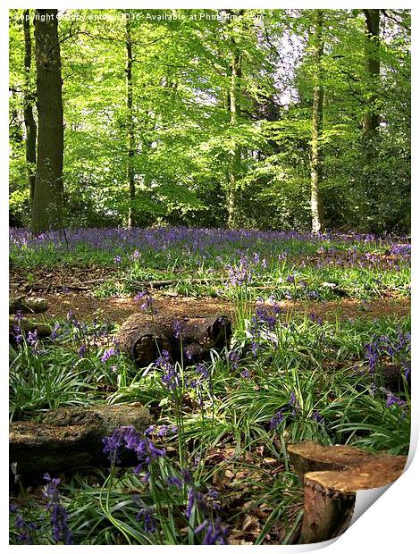  Bluebell Wood Print by Lucy Antony