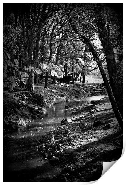 Stream running through trees in Yorkshire Print by Madeline Harris