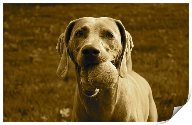Weimaraner with tennis ball Print by Madeline Harris