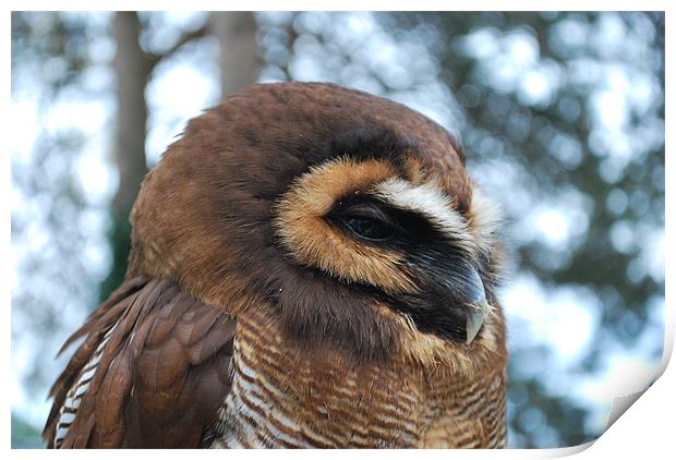 Sleepy Wood Owl Print by Madeline Harris