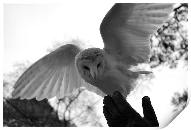 Barn owl landing on Falconers hand Print by Madeline Harris