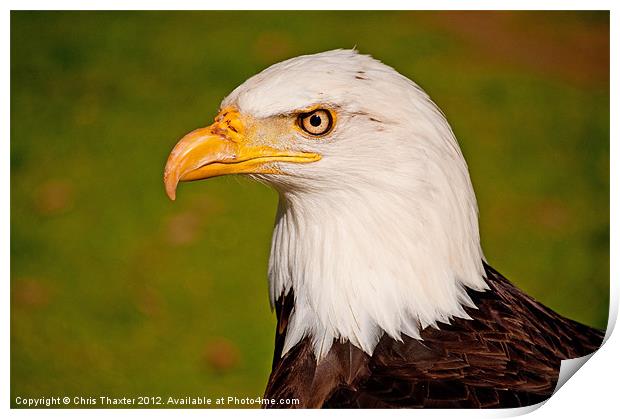 Bald Eagle 2 Print by Chris Thaxter