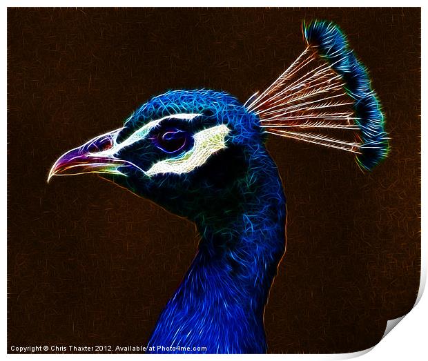 Fractalius Peacock Print by Chris Thaxter