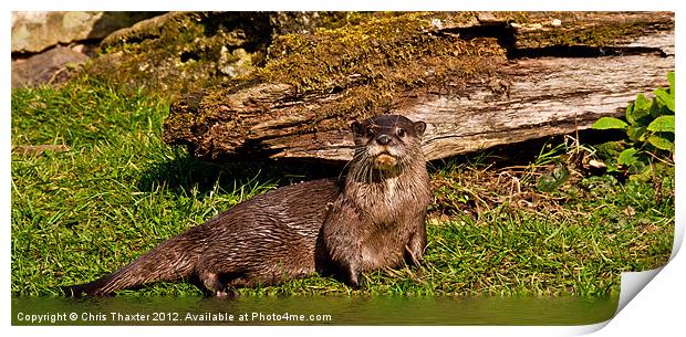 Oriental Otter Print by Chris Thaxter