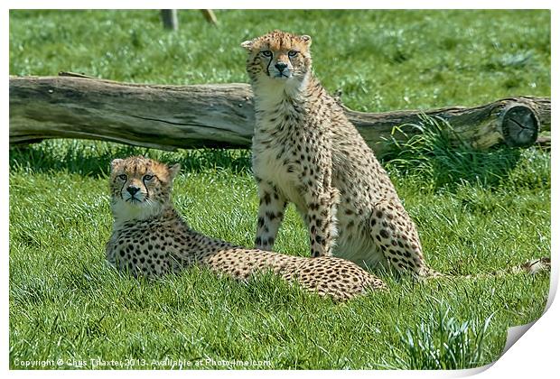 2 Cheetahs Print by Chris Thaxter