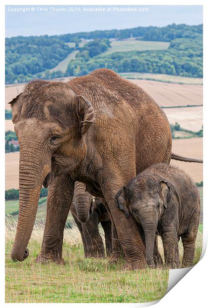 Lean on Me Little Elephant Print by Chris Thaxter