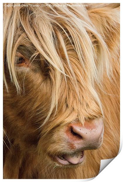  Highland Cow Portrait Print by Chris Thaxter