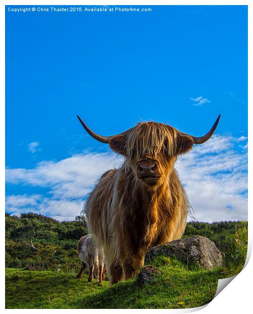  Highland Cow Print by Chris Thaxter