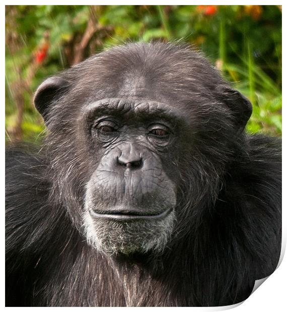 Chimpanzee Portrait Print by Chris Thaxter