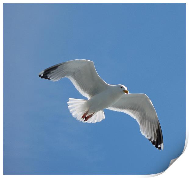 Sea Gull in flight Print by Chris Thaxter