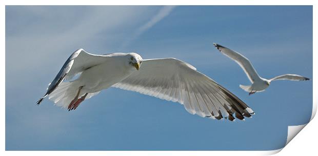 Seagull Duo Print by Chris Thaxter