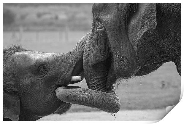 Elephants Bonding Print by Chris Thaxter