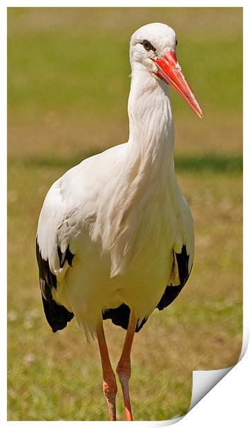 White Stork Print by Chris Thaxter