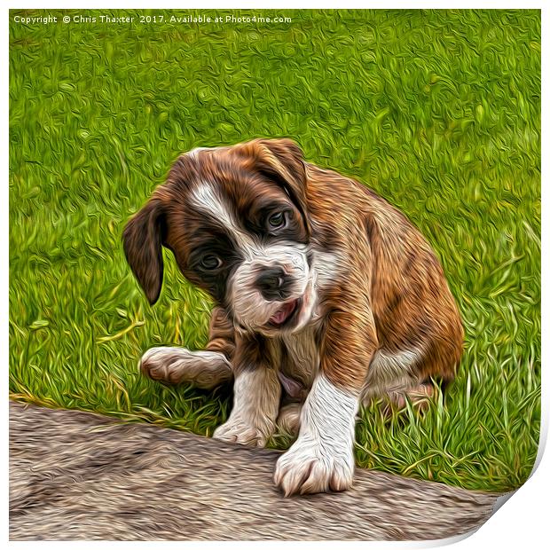 Boxer Puppy Print by Chris Thaxter
