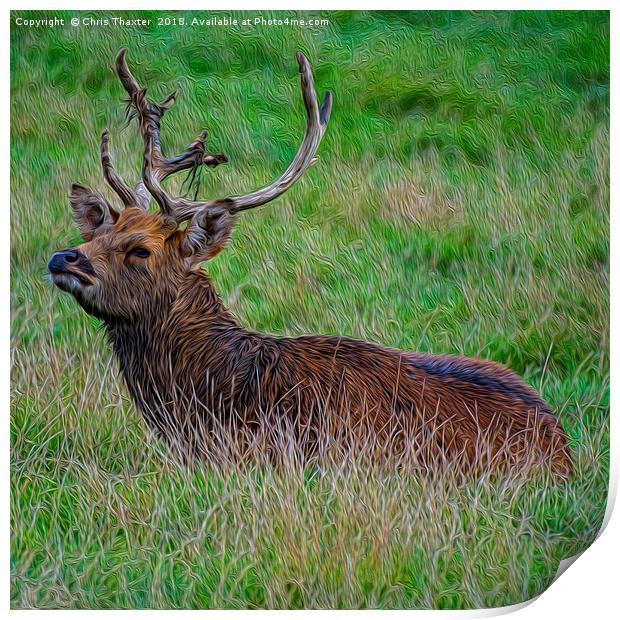 Majestic Red Deer Stag Resting in the Wild Print by Chris Thaxter