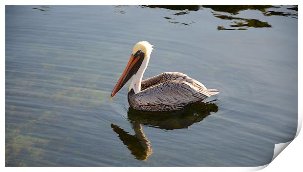 Majestic Pelican Reflection Print by Chris Thaxter