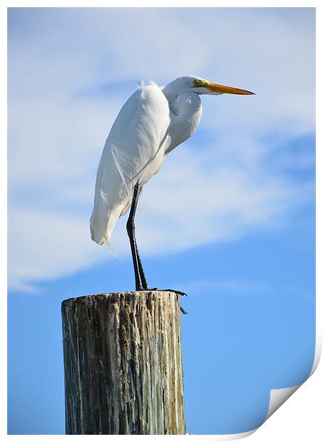 Majestic White Egret Awaits Print by Chris Thaxter