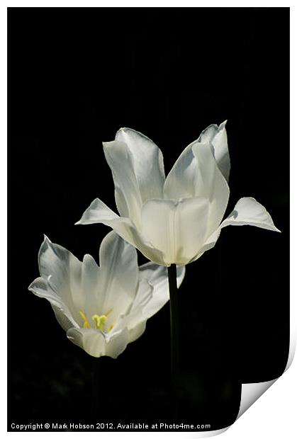 White Lilly Print by Mark Hobson
