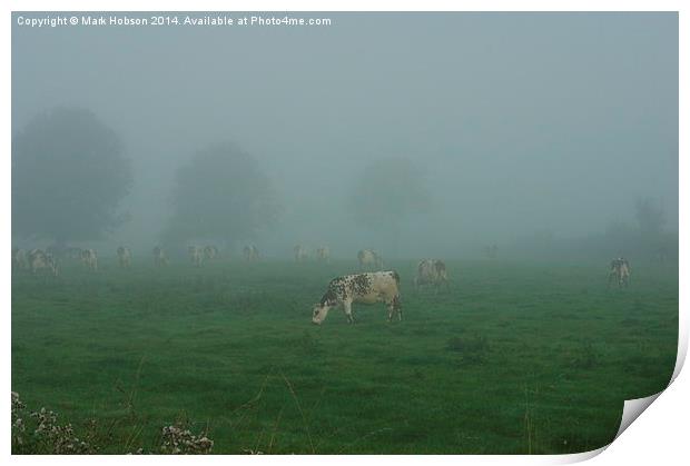  Cattle in the Mist Print by Mark Hobson