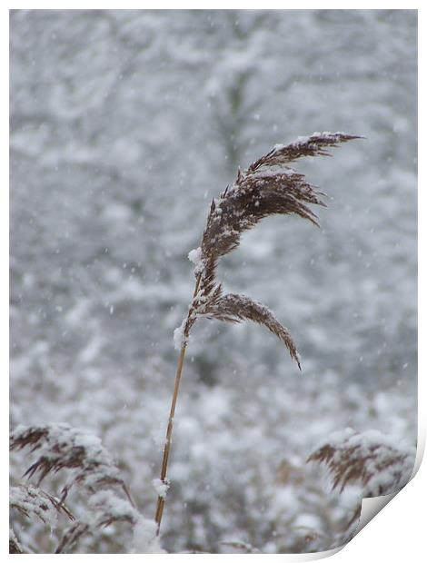 Bullrush in the Snow Print by Mark Hobson