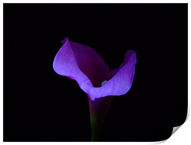 Purple Lilly Print by Mark Hobson