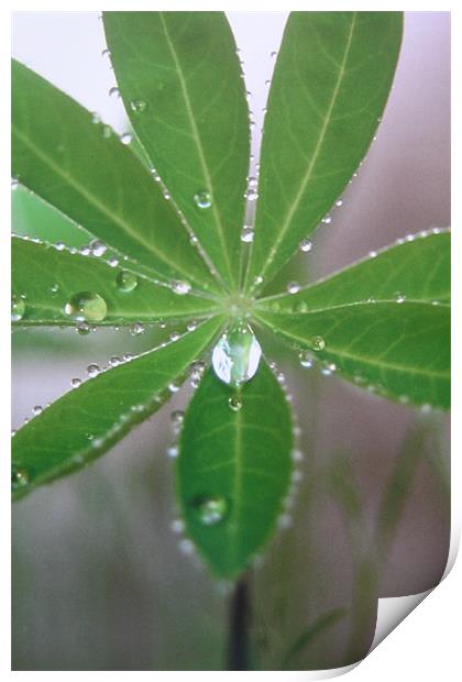 Lupin droplet Print by Fiona McLellan