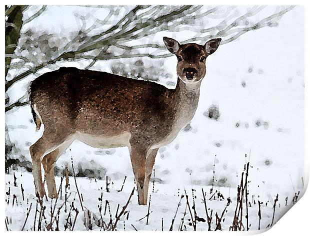 Deer in Wintertime Print by Bel Menpes