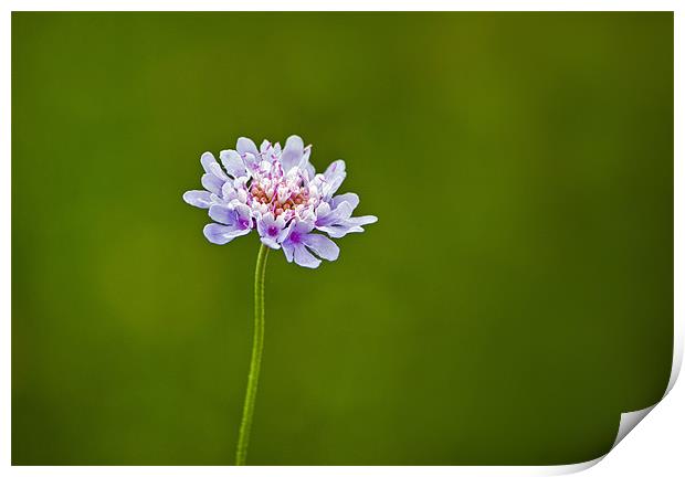 Pincushion Flower Print by Bel Menpes