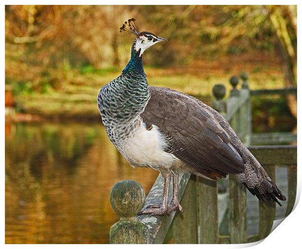 Peahen in Autumn Print by Bel Menpes