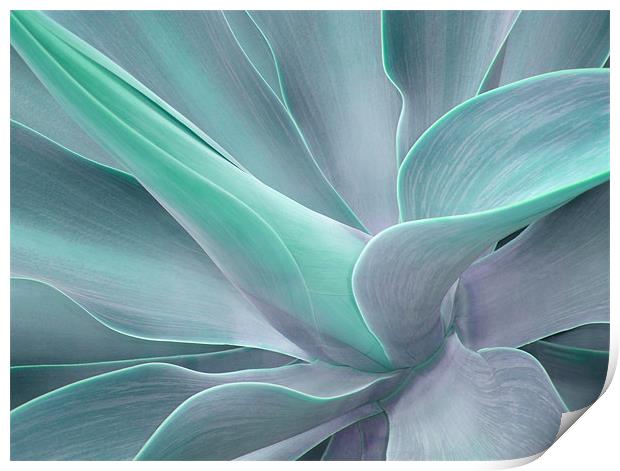 Agave Attenuata Abstract Print by Bel Menpes