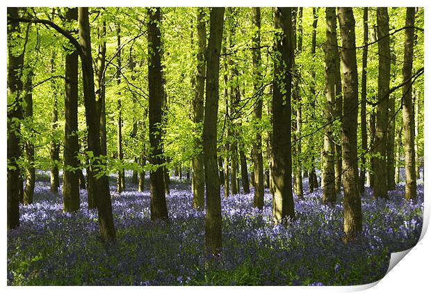 Bluebells Print by Elaine Young