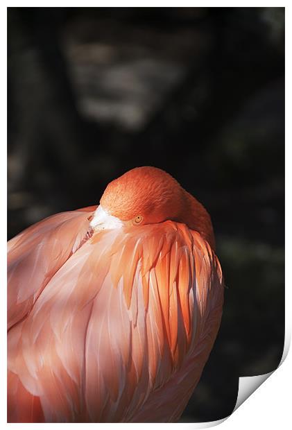 Flamingo Print by Elaine Young