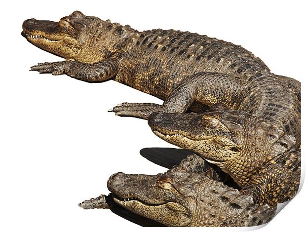 Alligator Trio Print by Elaine Young