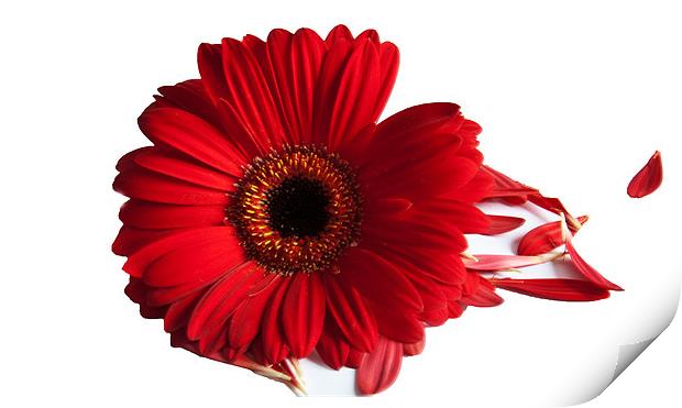 Red Gerbera with scattered petals Print by Elaine Young