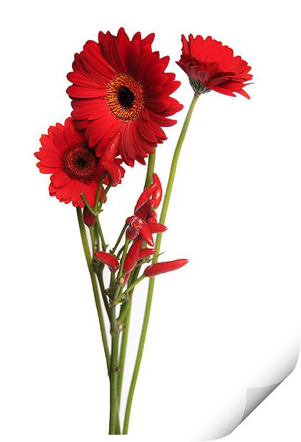 red Gerberas And Red Hot Chillies Print by Elaine Young