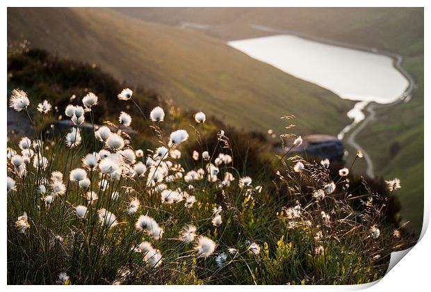  Greenfield Cottongrass Print by James Grant