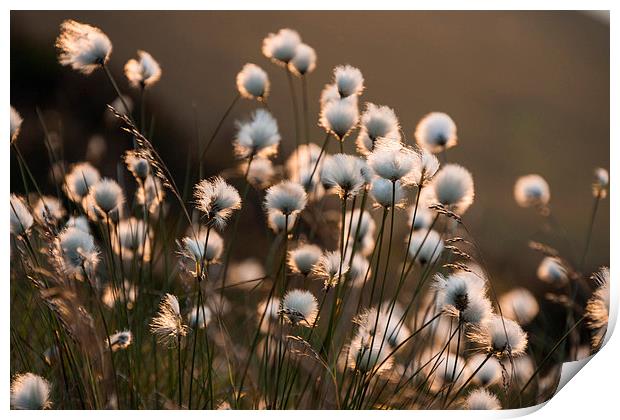  Cotton Grass Print by James Grant