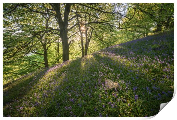 Bow Wood Bluebell Sunset Print by James Grant