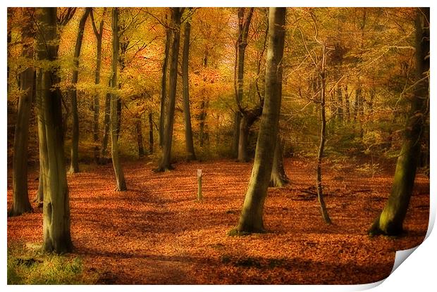 Autumn Woods colour Print by Paul Davis