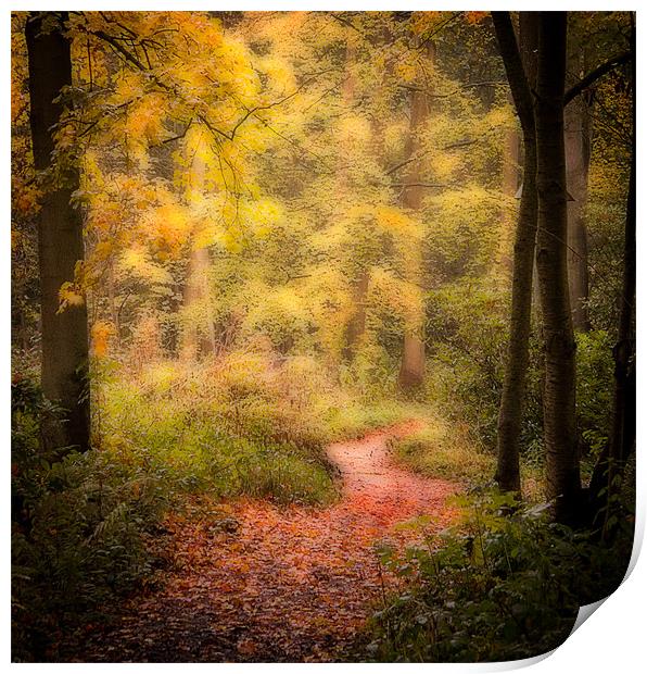 Woodlands path Print by Paul Davis