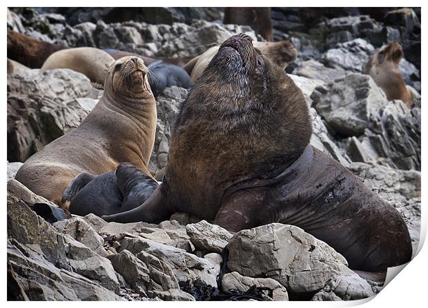 Sea lions Print by Paul Davis