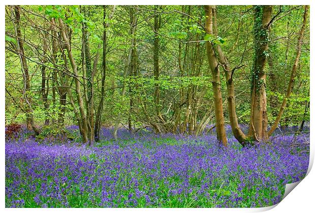 Bluebell Woods Print by kelly Draper
