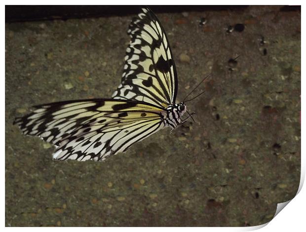 Butterfly Print by kelly Draper