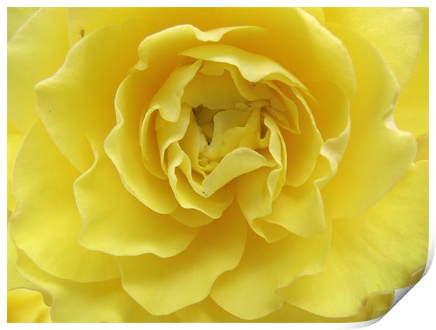 Yellow Rose Print by kelly Draper
